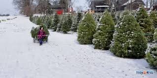 Growing high quality trees since 1972. Best Indiana Christmas Tree Farms Near Indianapolis