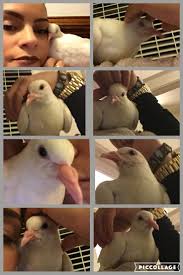 Claudia Mccray (mccrayoshun)