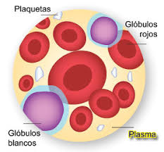 Resultado de imagen para composicion quimica de la sangre