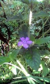 Check spelling or type a new query. Native And Wild Plants Weeds Or Wildflowers Piedmont Nc Page Ii 2 By Amandaesq