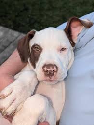 Happy 1st Birthday to Tyson the Yorkie