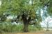 African Mahogany Tree