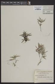 Image result for Panicum adenophorum