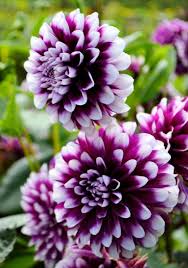 Chauffage dans la salle de bain. 900 Flowers Ideas Flowers Beautiful Flowers Planting Flowers