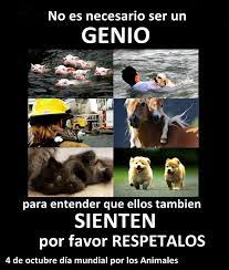El día del perro busca agradecer los momentos de compañía que regalan estos peludos integrantes de la familia. 4 De Octubre Dia Mundial Por Los Animales Perros Frases Dia Mundial Del Animal Derechos De Los Animales