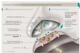 Alors plus tu bois, plus les toxines seront rapidement évacuées de ton corps à travers. La Toxine Botulinique Star Montante De La Neurologie