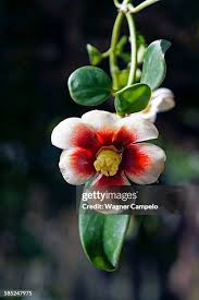 Image result for Clusiaceae