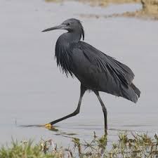 Black Heron Pet Birds Bird Pictures Beautiful Birds