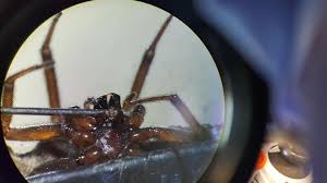 The two most common poisonous spiders found in the united states are the black widow and the brown recluse. How To Identify False Widow Spider Bites Reported Recently In Kilkenny Kilkenny People