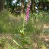 Foxglove is also known as purple foxglove, foxglove, common foxglove, annual foxglove, digitalis, fairy glove, finger flower and lady's glove. 1