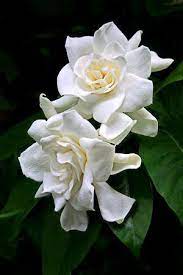 Gardenias The Scent I Associate With My Mother My Father Used To Make Her The Most Gorgeous Corsages For Special Oc Flowers Beautiful Flowers Pretty Flowers