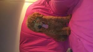 Check spelling or type a new query. Ginger Female Mini Goldendoodle For Sale In Detroit Michigan Classified Americanlisted Com