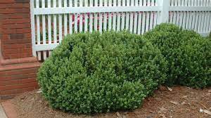 First, it is important to determine if the plant grows well in the given planting location. Boxwood Diagnose Manage And Prevent Common Problems University Of Maryland Extension