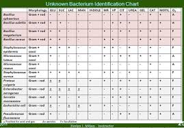 Conflicting Tests When Identifying An Unknown Bacteria Using