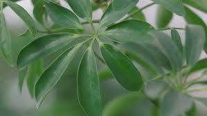 White fungal growth develops on the upper surface of the lower leaves. Schefflera Plant Care Growing Guide
