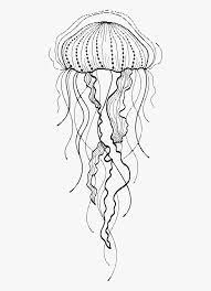 You can have your kids learn how to draw a shark, or maybe draw a dolphin. Transparent Jellyfish Png Moon Jellyfish Jellyfish Drawing Png Download Kindpng