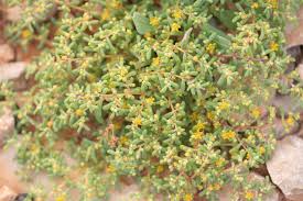 Image result for Caperonia fistulosa