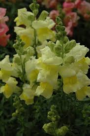 Image result for Snapdragon Yellow 1980 MG