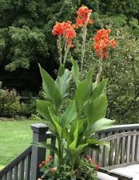 This native plant of the southeast us can be found growing in coastal swamps from south carolina west to texas. Overwintering Tropical Plants Such As Canna Lilies Colocasia And Alocasia Womanswork Com