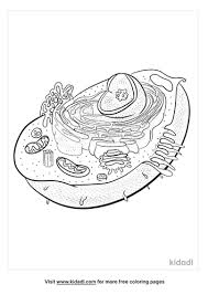 Cell membrane (light brown) nucleolus (black) mitochondria (orange) cytoplasm (light yellow) golgi apparatus (pink). Animal Cell Coloring Pages Free Science Coloring Pages Kidadl