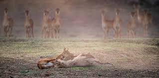 Wildlife of Zambia | FAREWELL COMRADE | Facebook