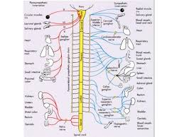 Autonomic Nervous System I Flashcards Quizlet