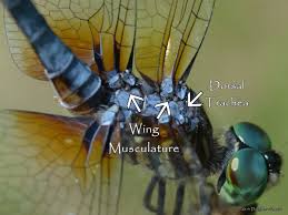 Native americans and ancient samurai associate dragonflies with prosperity and happiness. Dragonfly Facts And Symbolism Owlcation