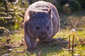 Image result for Common wombat