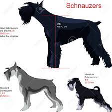 You should know that some schnauzer dogs are white, although the most unlike its smaller siblings, the giant schnauzer is somewhat untrusting and territorial with strangers, perhaps due to the. Schnauzer Breed Giant Schnauzer Standart Schnauzer Miniature Royalty Free Cliparts Vectors And Stock Illustration Image 10833196