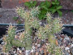 This is a common cholla of the. Opuntia Fragilis Wyoming Cactus Photo Wyoming
