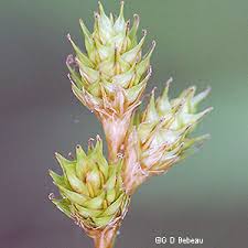 Image result for Secamone brevipes