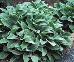 Surprise Success Lamb S Ear Is Spreading Like Crazy In Full Shade Under Two Large And Shady Trees 6 0 6 5 Soi Jardin D Herbes Herbes Medicinales Idees Jardin