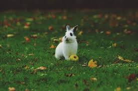 No matter where you live in the world you can still experience and see the joys that nature's best has to offer in terms of these striped animals are almost always at your local zoo. Mobile Petting Zoo Near Me Animal Club Co Uk