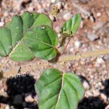 Image result for Boerhavia coccinea