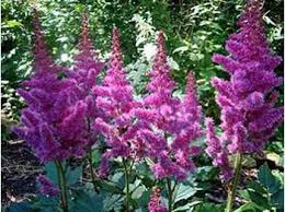Astilbe Vision In Violet Jardins Plante Vivace Vivaces
