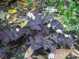 Image result for Oxalis purpurascens