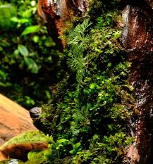 Image result for Hermannia parvula