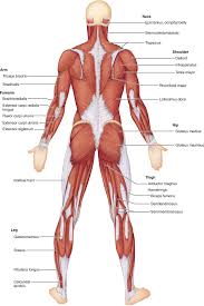 In the diagrams below, i'll be showing muscle groups in color, with a black line to show the forms that would show through the skin (i also show protruding bones stand in front of a mirror and find each of the muscles shown here in your own body. Identification Of Human Muscles Muscle Anatomy Anatomy Human Anatomy
