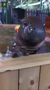 Informasi viral 16 menit video viral adik kakak ini admin khususkan untuk kalian yang penasaran. P16 Sign Va Tiktokcdn Com Obj Tos Maliva P 0068