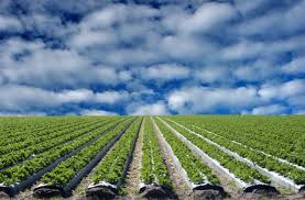 We did not find results for: Sterilize Your Soil To Control Bugs And Disease