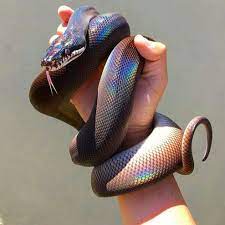 Baby golden child reticulated python. Atiyaah A Miu Ø¹Ù„Ù‰ ØªÙˆÙŠØªØ± This Python Is Iridescent Why Is This Python Rainbow Shiny