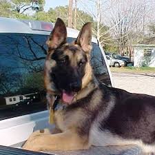 Check spelling or type a new query. Akc German Shepherds Of Alvin Tx Home Facebook