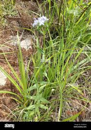 Image result for Conostomium natalense