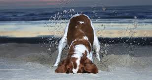 Aggresive, barking, poor recall response, etc Why Does My Dog Dig Identify And Channel Your Dog S Digging Instincts