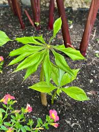 Image result for Eriosema lebrunii