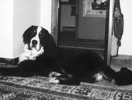 Check spelling or type a new query. Hot Spots And Lick Granulomas Whole Dog Journal