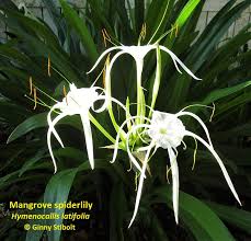 Image result for Macrotyloma stenophyllum