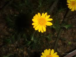 Image result for Dyssodia tenuiloba