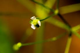 Image result for Alisma