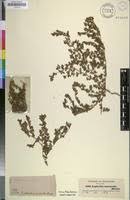 Image result for Euphorbia inaequilatera